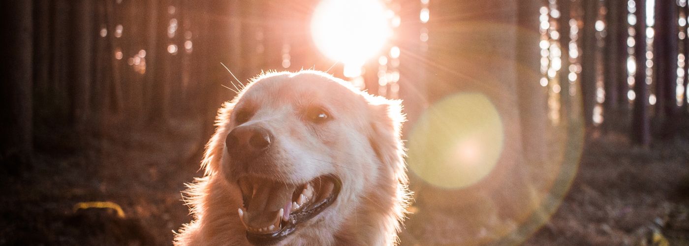 dog friendly places in Osoyoos photo by andreas wagner