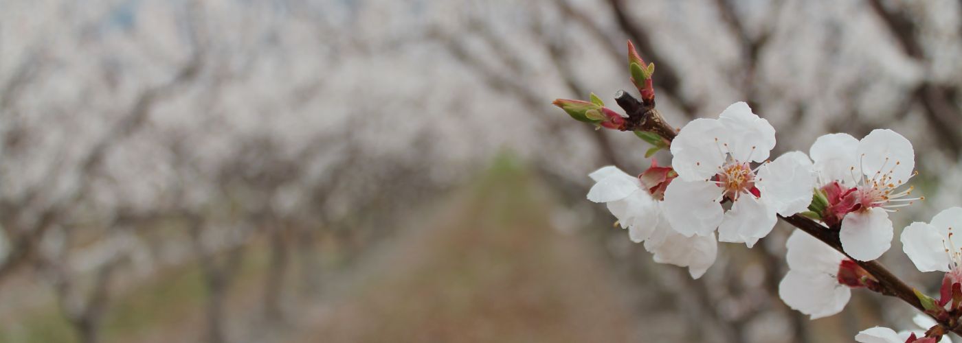 Spring blossoms in Osoyoos