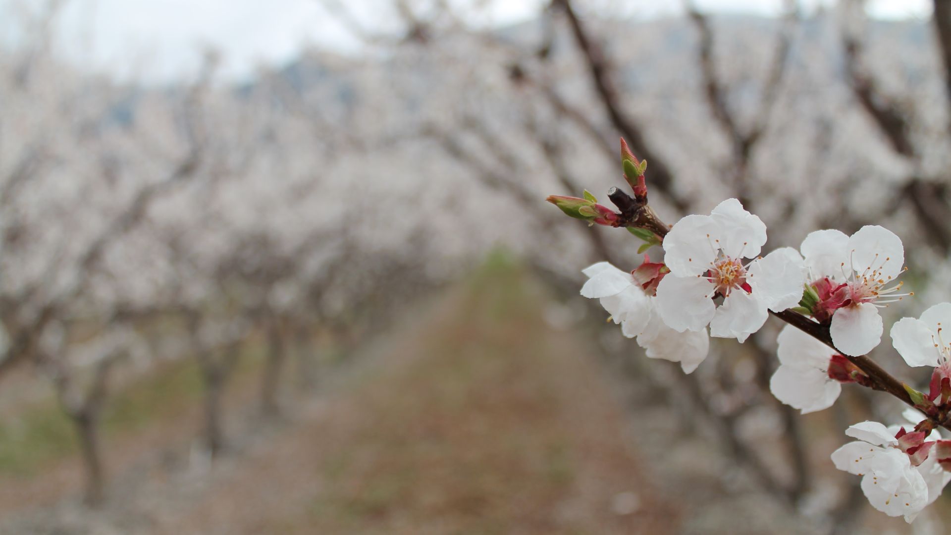 Spring blossoms in Osoyoos
