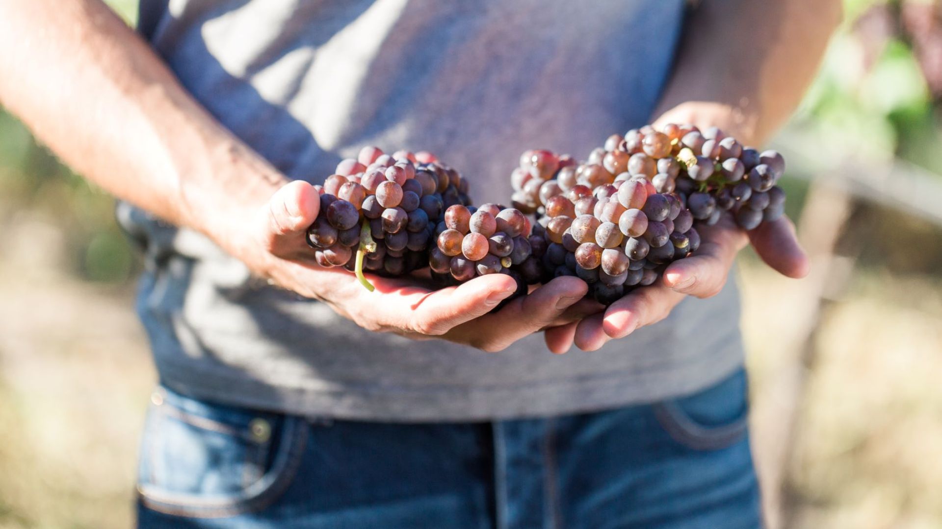 fall wine festival weekend in osoyoos